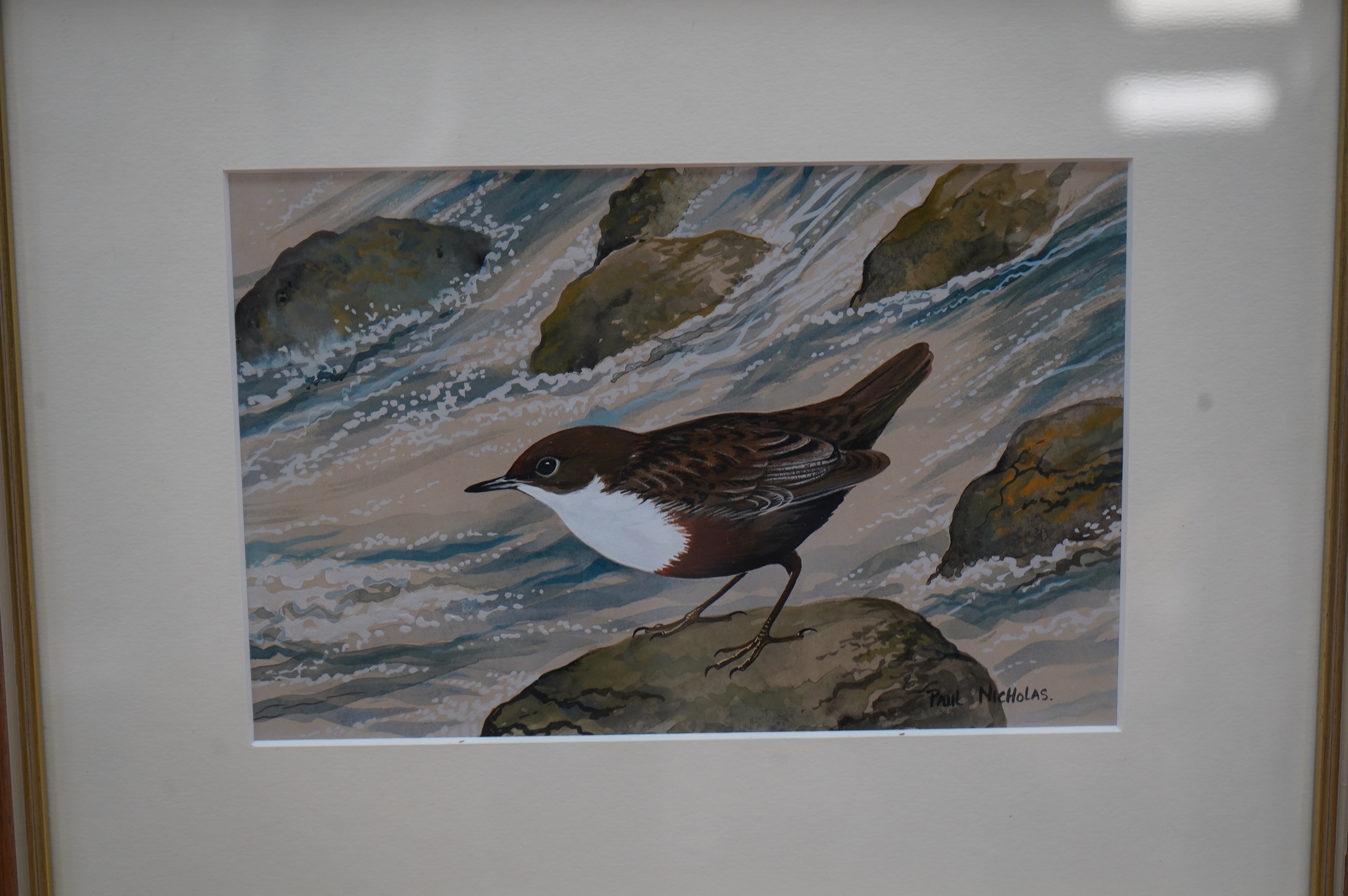 Paul A Nicholas (b.1943), set of three watercolour and gouaches, including ‘Little Ringed Plover’ and ‘Dipper’, each signed, 12 x 19cm. Condition - good